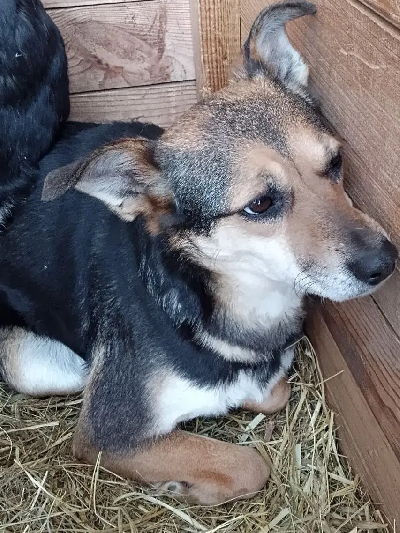 Кличка Ляпа Кличка Ляпа