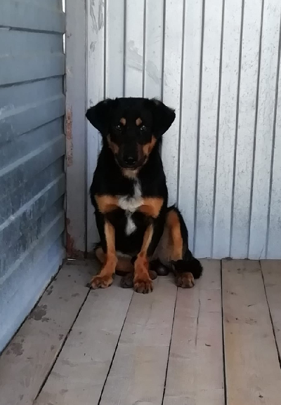 Кличка Маркиз