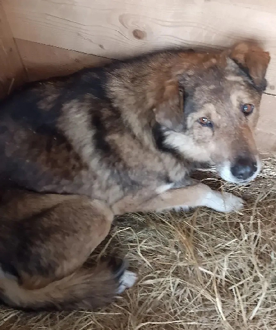 Кличка Карл Кличка Карл