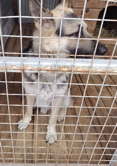 Кличка Граф Кличка Граф