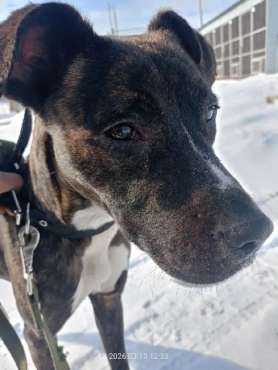 Кличка Булька Кличка Булька