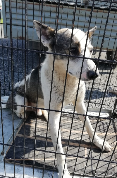 Кличка Канзас Кличка Канзас
