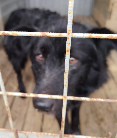 Кличка Тоша Кличка Тоша