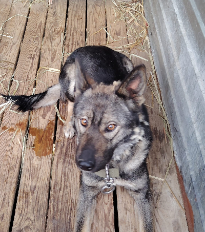 Кличка Ночка Кличка Ночка