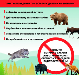 Памятка при встречи с дикими животными