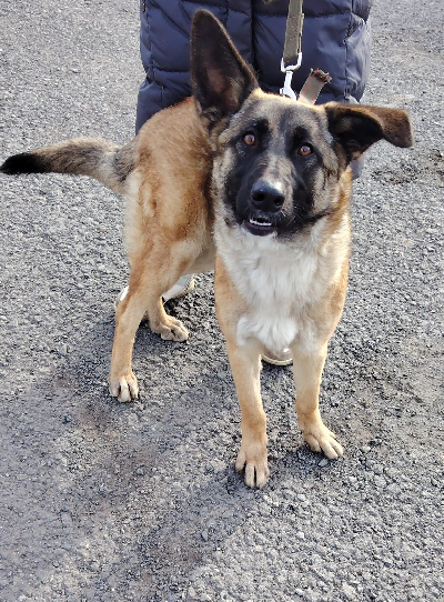 Кличка Луна Кличка Луна