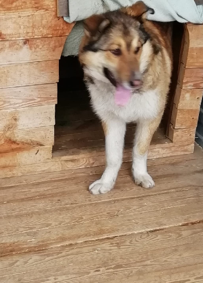 кличка Миша кличка Миша