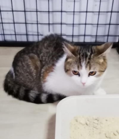 кличка Лиси кличка Лиси