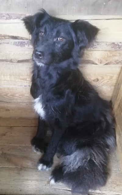 Кличка Биба Кличка Биба