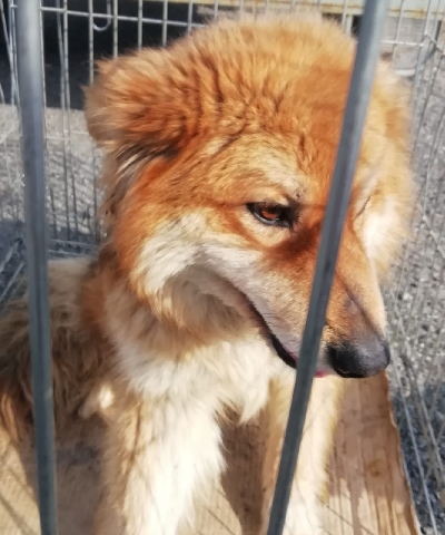 кличка Миша кличка Миша