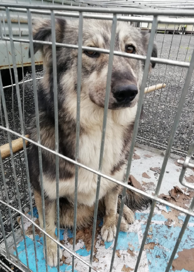 Кличка Линда Кличка Линда