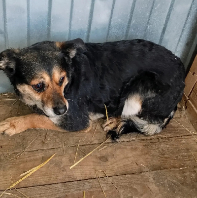 Кличка Тяпа Кличка Тяпа