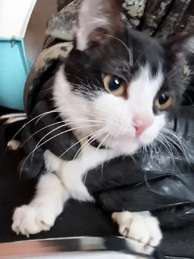 Кличка Джина Кличка Джина