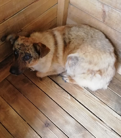 Кличка Малышка
